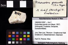 Foto (Objket + Etiketten) von Eodromites grandis (von Meyer, 1857) 